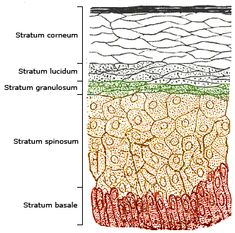 How to treat Seborrheic Dermatitis on your face - Dandruff Deconstructed Stratified Squamous Epithelium, Integumentary System, Layers Of The Epidermis, Skin Brushing, Acne Problem, Layers Of Skin, Skin Repair, Wound Healing, Body Brushing