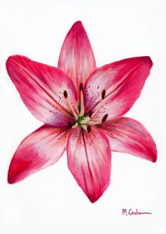 a drawing of a pink flower on a white background