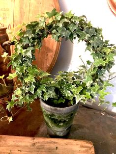 Variegated   Ivy Ring 10" - BELLAVINTAGEHOME Variegated Ivy, Ivy Ring, Vine Ring, Green Ivy, Cottage Christmas, The Greenhouse, Outdoor Gardens Design, Pretty Plants