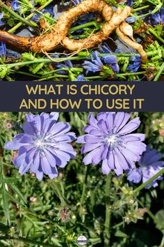 purple flowers with the words what is cicory and how to use it?