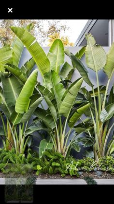 some very pretty green plants in front of a building