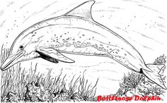 a dolphin swimming in the ocean with plants and rocks on the bottom floor coloring page