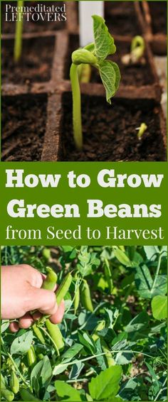 how to grow green beans from seed to harvest in the garden with text overlay