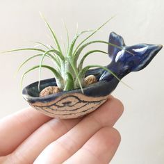 a hand holding a small ceramic whale planter with air plants in it's mouth