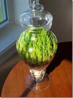 a glass vase filled with grass on top of a wooden table