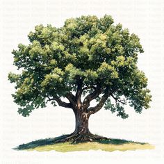 an illustration of a large tree with green leaves