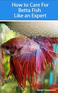 a betta fish with the title how to care for betta fish like an expert