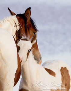 two brown and white horses standing next to each other on snow covered ground with blue sky in the background