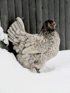 a chicken is standing in the snow near a wooden fence with its wings spread out