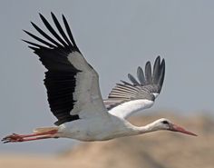 a large white and black bird flying in the sky