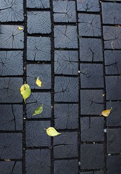 leaves are on the ground with black tiles