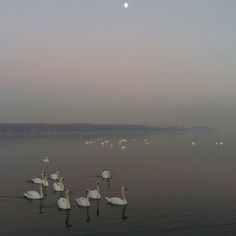 swans are swimming in the water at dusk