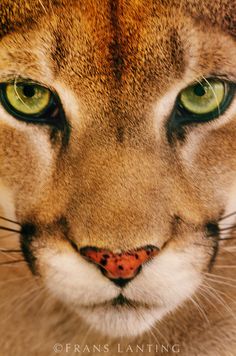 a close up of a cat's face with green eyes