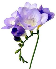 purple and white flowers in a vase on a white background with watermarked image