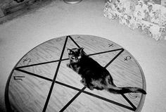 a black and white photo of a cat sitting on a table with an inverted design