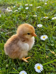 a small chicken sitting on top of a lush green field next to white daisies