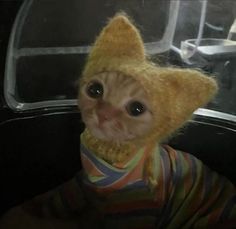 a small cat wearing a sweater and hat on top of it's head in the back of a car