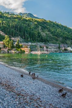 several birds are sitting on the shore of a lake near a large building with a mountain in the background