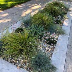 some very pretty plants and rocks on the sidewalk