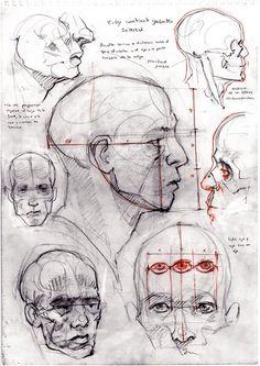 some sketches of heads and muscles in various positions, including the upper half of an adult's head