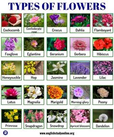 the different types of flowers are shown in this poster, which includes pictures of them