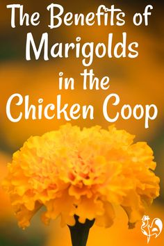 the benefits of margolds in the chicken coop cover image with text overlay