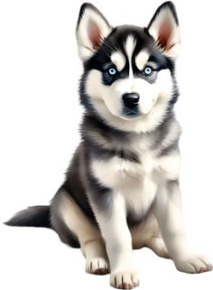 a black and white husky dog with blue eyes is sitting on the ground looking at the camera