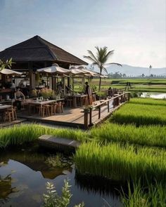 an outdoor restaurant with tables and umbrellas in the middle of green rice fields next to a pond