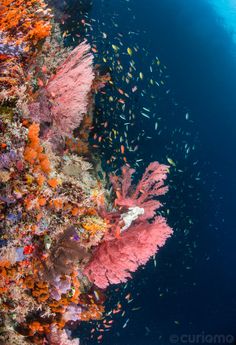 an underwater view of corals and other marine life