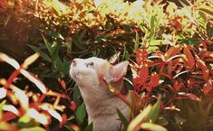 a cat is looking up into the air from some bushes and flowers in front of it