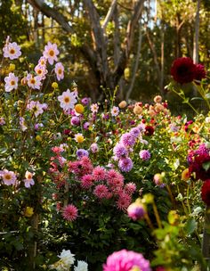 many different colored flowers in a garden