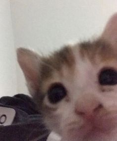 an orange and white kitten looking at the camera