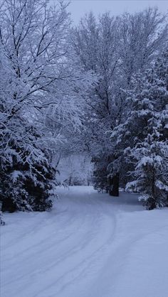 a snow covered road surrounded by trees and bushes