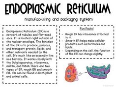 an endphamic reticum worksheet with information about the structure and function