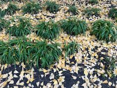 a bunch of leaves that are laying on the ground