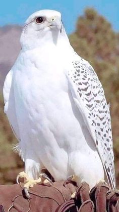 a white owl sitting on top of someone's glove with mountains in the background