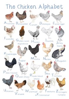 the chicken alphabet is shown with different types of chickens and their names in blue ink