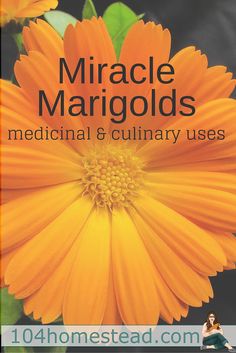 an orange flower with the words miracle margods medical & culinary uses on it