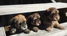 three puppies are sitting on a wooden bench