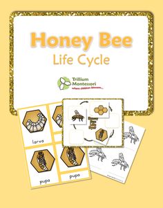 the honey bee life cycle game is shown