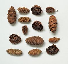 several pine cones are arranged on a white surface