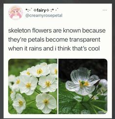 some white flowers and green leaves with the caption saying skeleton flowers are known because they're petals become transparent when it rains and think that's cool