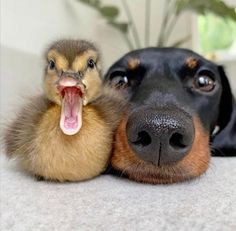 a dog and duckling are laying on the floor