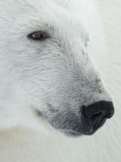 a polar bear's face is shown in this close - up photo from the side