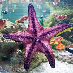 a purple starfish in an aquarium with other fish around it and corals on the bottom