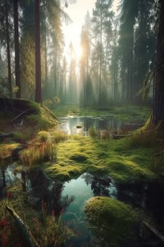 the sun shines through the trees and onto a small pond surrounded by green grass