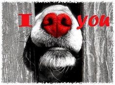 a dog's nose with the word i love you written in red on it