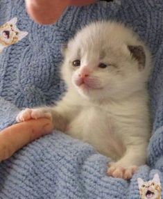 a small white kitten laying on top of a blue blanket next to someone's hand