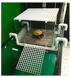 a turtle in a glass case on top of a green shelf with white piping