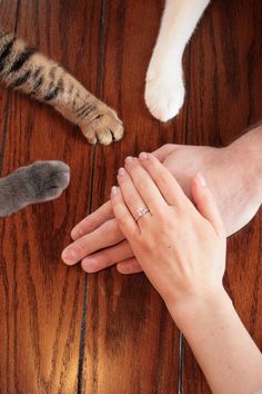 two people holding hands on top of a wooden floor next to three different colored cats